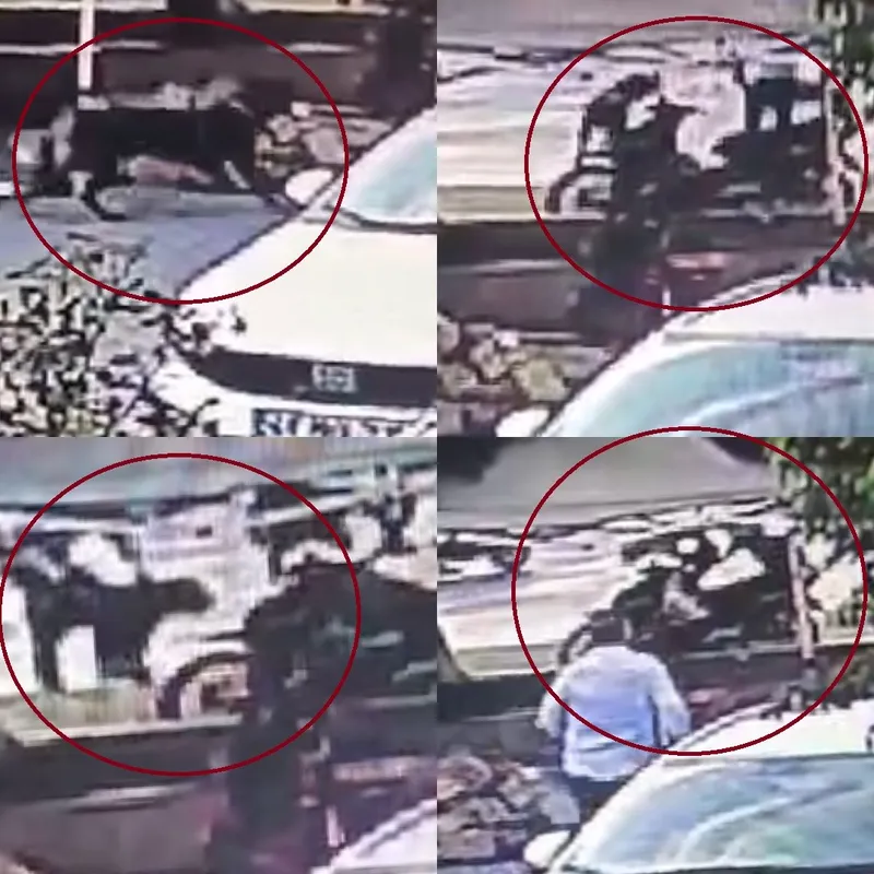 Mersin’deki köpek dehşetinde yeni görüntüler ortaya çıktı: İki saldırıda kamerada
