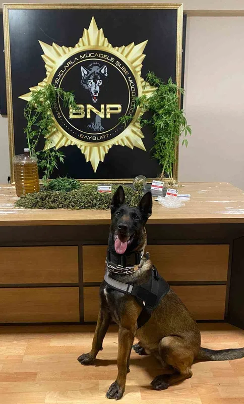 Narkotik köpeği Pablo’nun hassas burnu esrarı ve keneviri yakalattı
