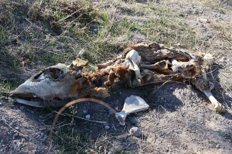 Nevşehir’de boş araziye atılmış 8 buzağı kadavrası bulundu
