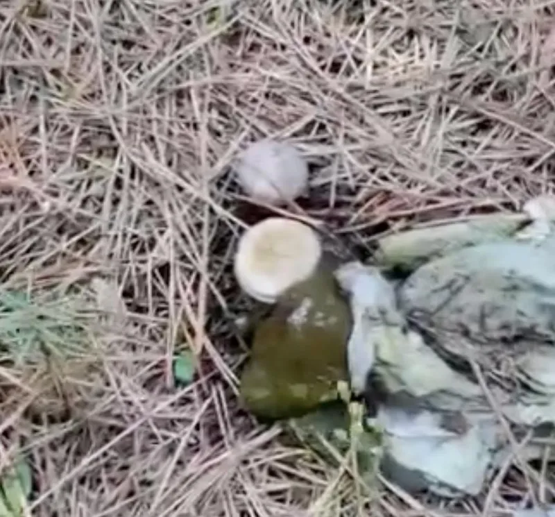 Ormanlık alanda çöp yığınları
