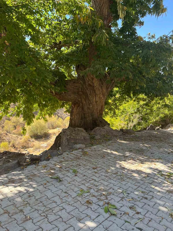 Doğadan ilham alan yarışma
