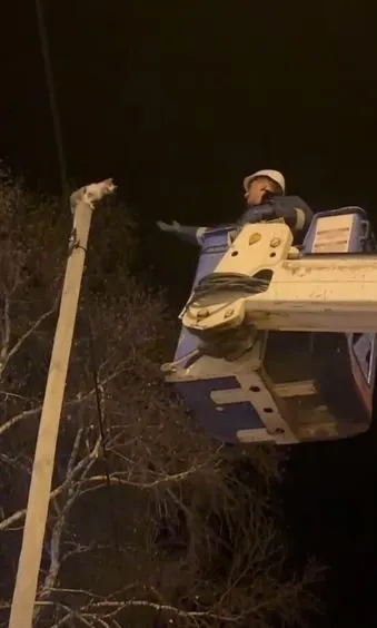 Direkte mahsur kalan kediyi Aras EDAŞ ekipleri kurtardı
