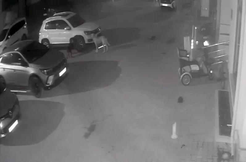 Sokak köpekleri park halindeki aracı parçaladı: O anlar kamerada
