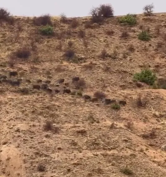 Elazığ’da domuz sürüsü görüntülendi
