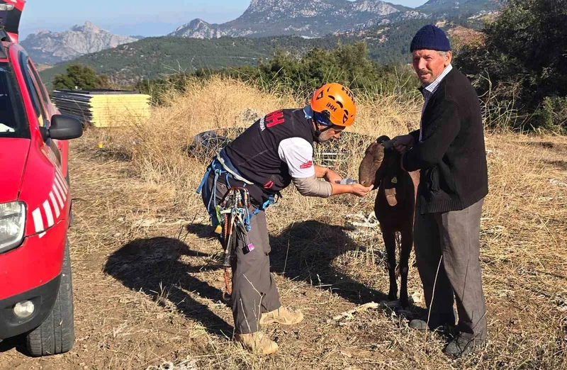 Kaya oyuğuna düşen ve 3 gün mahsur kalan keçi, film gibi operasyonla kurtarıldı
