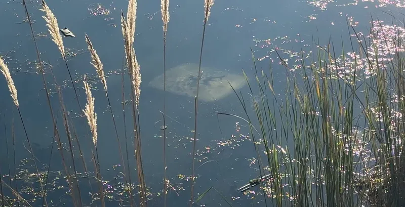 Ehliyetsiz sürücü araçla gölete düştü
