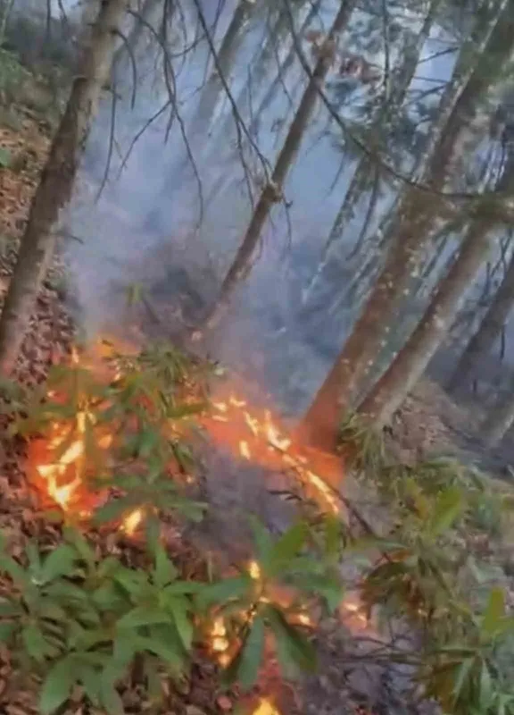 Düzce’de ormanlık alanda örtü yangını
