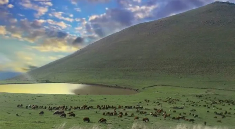 Köy muhtarının merayı kiraya vermesiyle ilgili soruşturma başlatıldı
