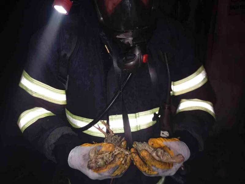 Balıkesir’de 5 bin piliç yangında telef oldu
