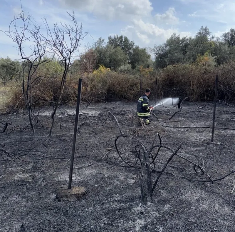 Muğla’da üzüm bağları alevlere teslim oldu
