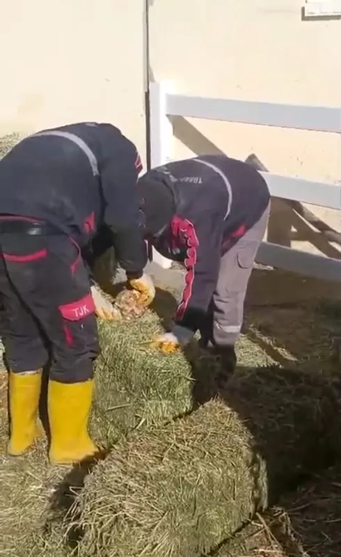 TJK Şanlıurfa Hara ve Aşım İstasyonu’nda skandal görüntüler
