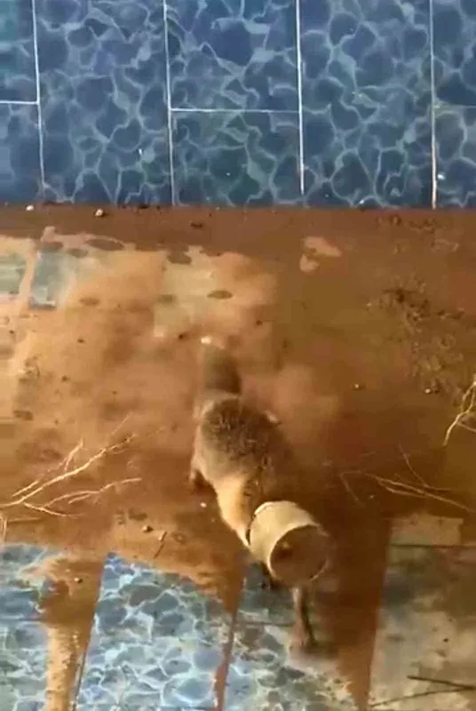 Batman’da bidona kafası sıkışan tilki kurtarıldı
