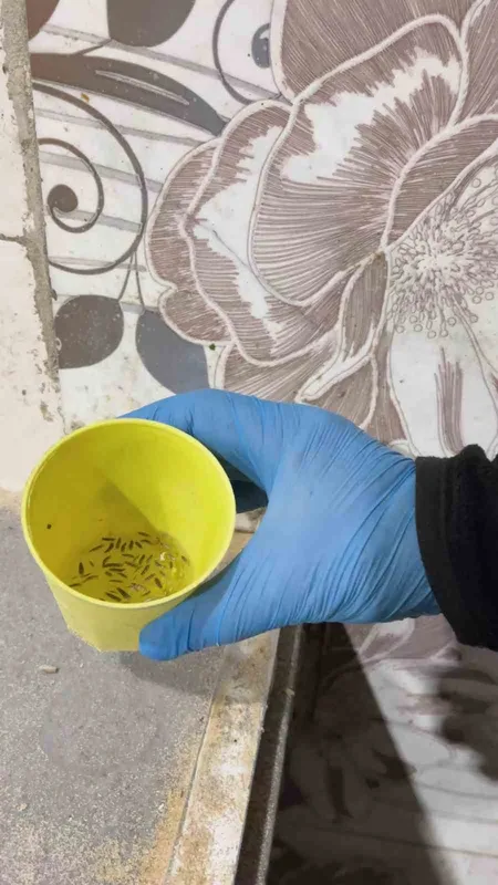 Fırın denetiminde mide bulandıran görüntüler, zabıta böcek çeşitlerini saymakla bitiremedi
