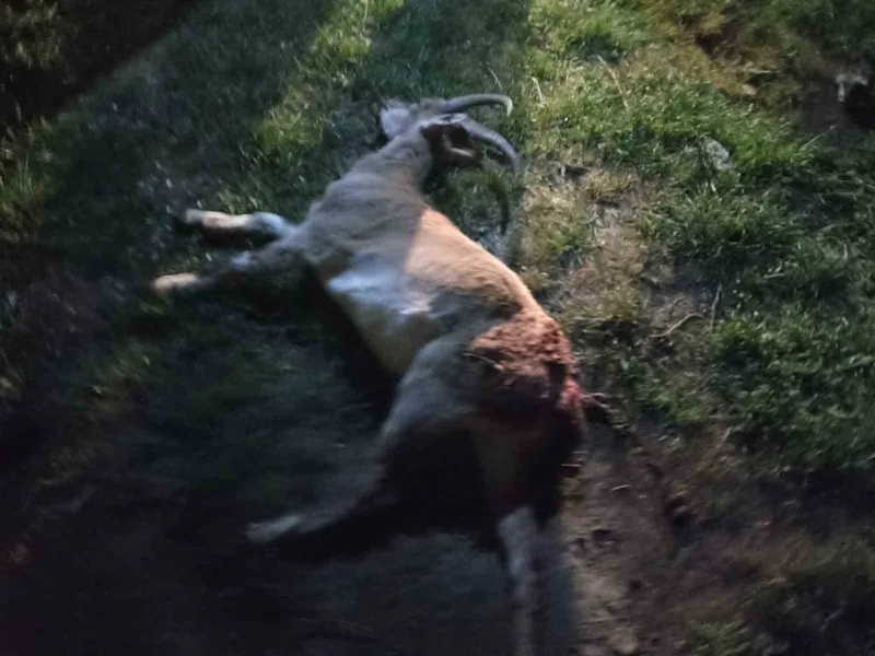 Seydişehir’de kaçak yaban keçisi avına 1 milyon 880 bin TL ceza
