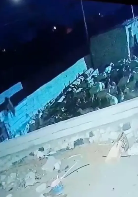 Ağıla giren kurt koyunu telef etti: O anlar kamerada

