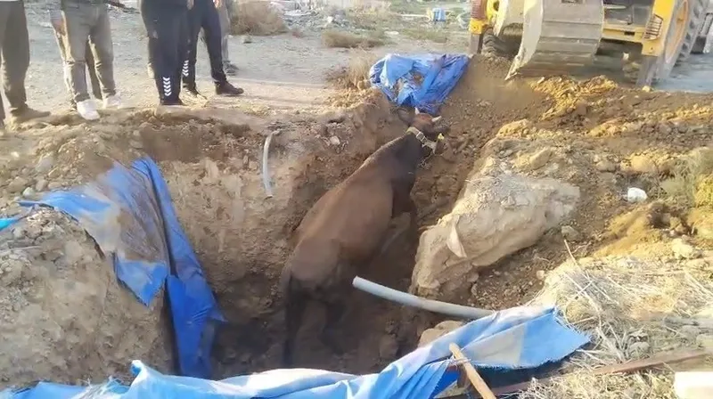 Çukura düşen büyükbaşı itfaiye kurtardı
