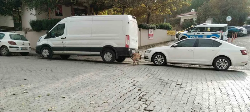 Sokak köpekleri ilçenin kabusu oldu: Otomobile 108 bin TL’lik zarar verdiler

