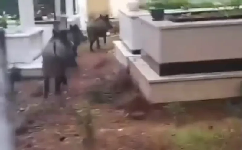 Marmaris’te domuz istilası sürüyor: 