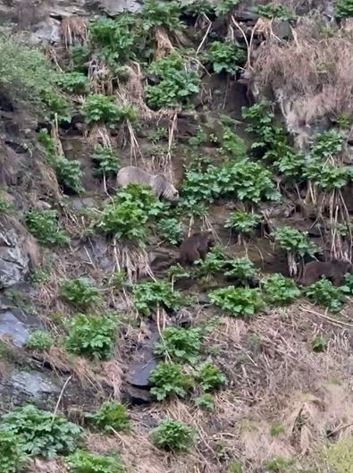 Ardahan’da Kura Nehri’ne inen boz ayı yavrularıyla görüntülendi
