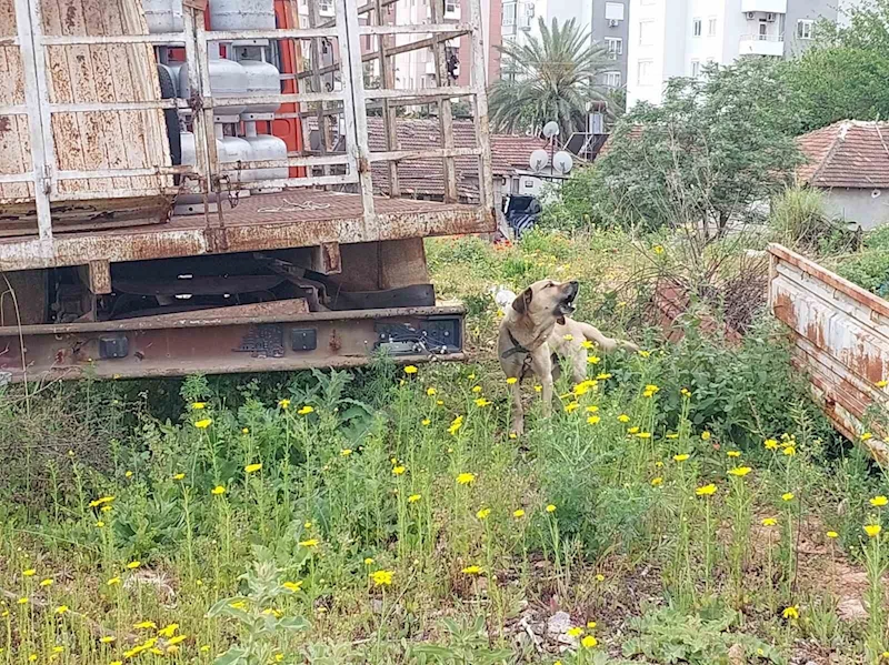 Antalya’da tüp kamyonuna zincirle bağlanıp bakımı ihmal edilen köpeğe polis sahip çıktı

