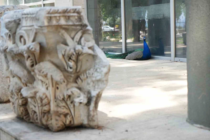 Antalya Arkeoloji Müzesi’nin renkli nöbetçileri tavus kuşları
