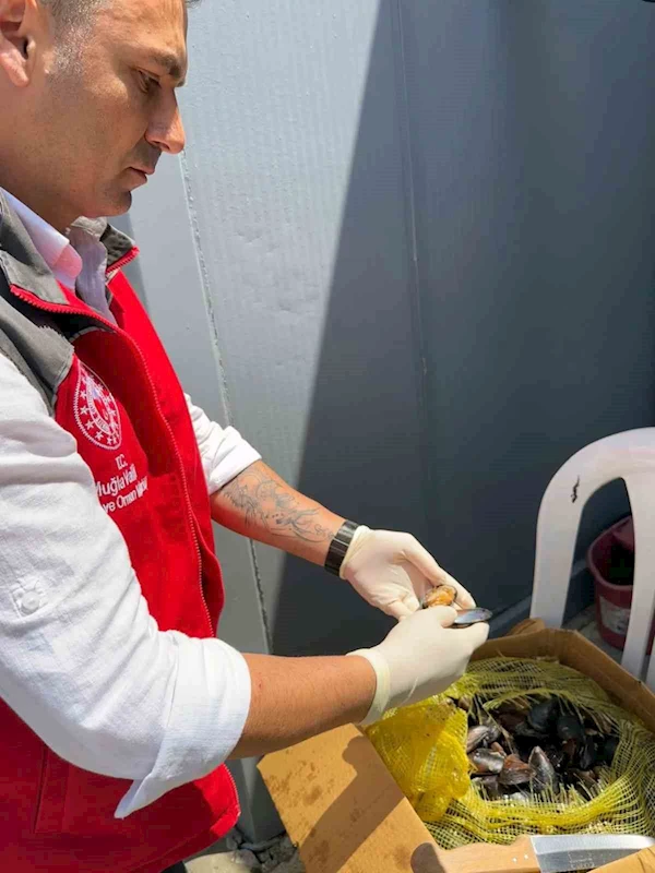 100 Kilogram sağlıksız midyeye el konuldu
