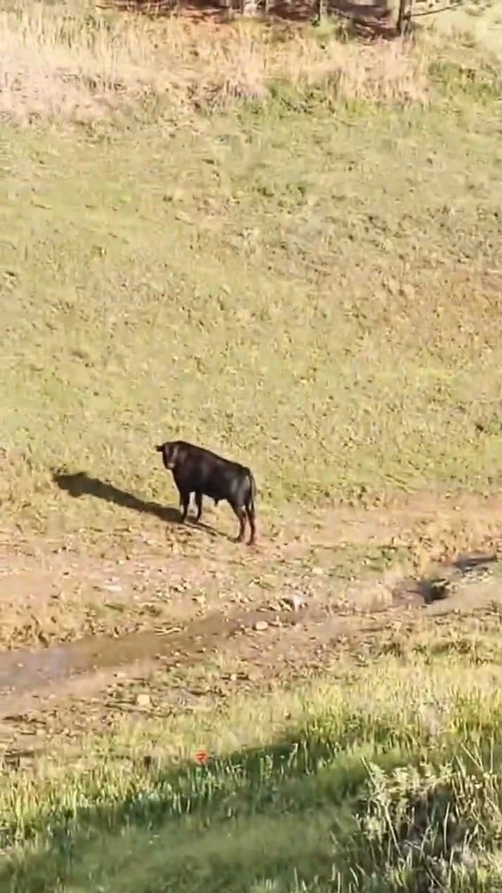 Sahibinin elinden kaçan ineği belediye ekipleri yakaladı
