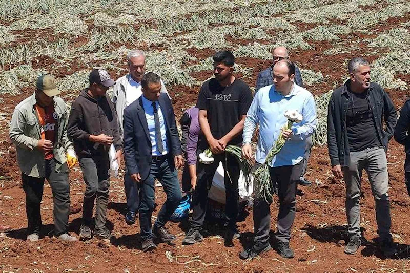 14 Mayıs Dünya Çiftçiler Günü sarımsak tarlasında kutlandı

