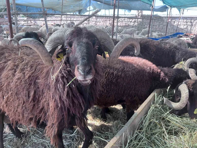 İzmir’de canlı hayvan pazarlarında kurban hareketliliği
