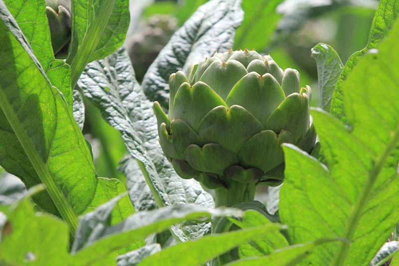 Şubatta sıraya girenler ’göbeği’ni alabildi
