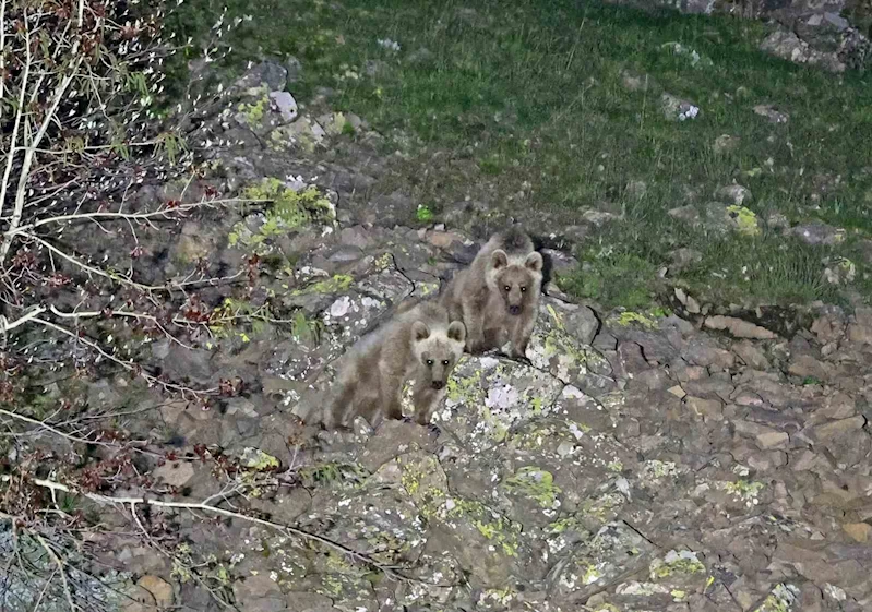 Nemrut’un maskot ayıları kış uykusundan uyandı

