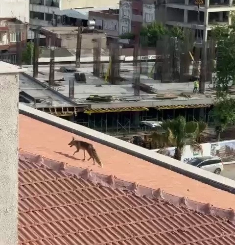 Çatıya çıkan tilki ekipleri harekete geçirdi
