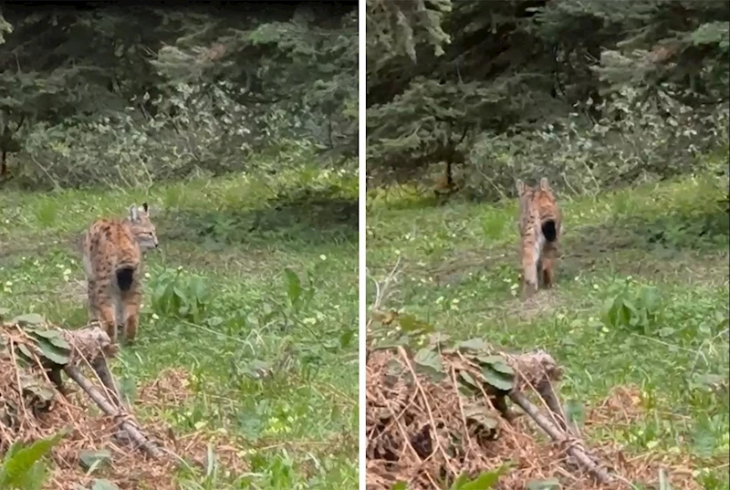 Bolu’da, nesli tükenmekte olan vaşak görüntülendi
