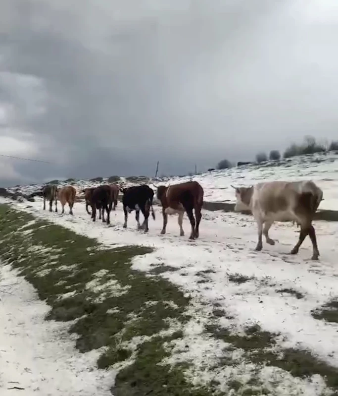 Yayladaki sürülerin dolu yağışında zorlu anları kameraya yansıdı
