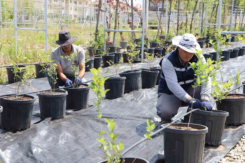 Diyarbakır’da yaban mersini ve aronya üretimi için çalışma başlatıldı
