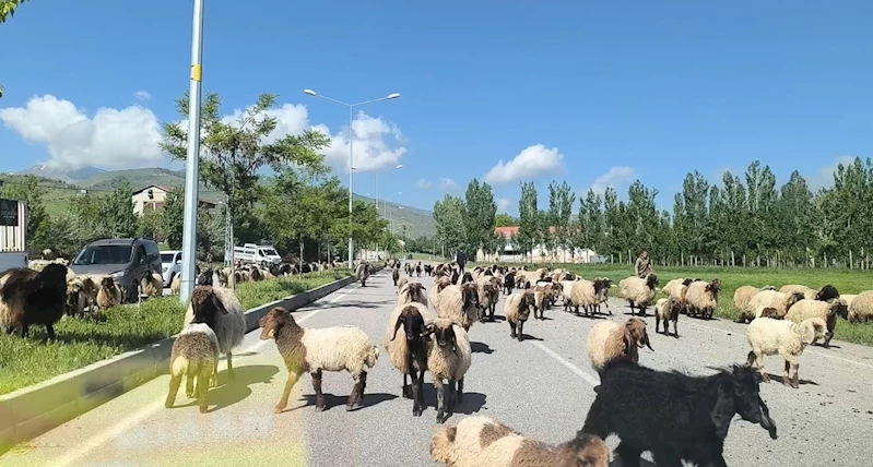 Muş’ta küçükbaş hayvan sürüleri trafiği tehlikeye düşürüyor
