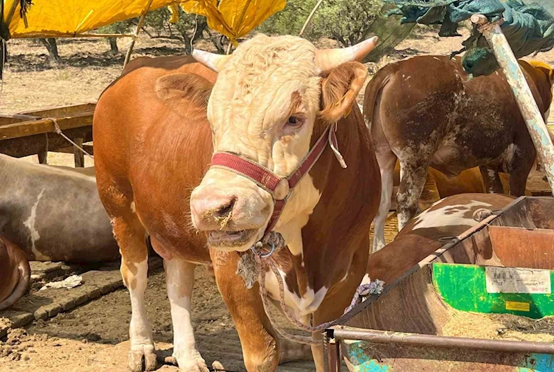 Aliağa’da kurbanlık kesim fiyatları belli oldu

