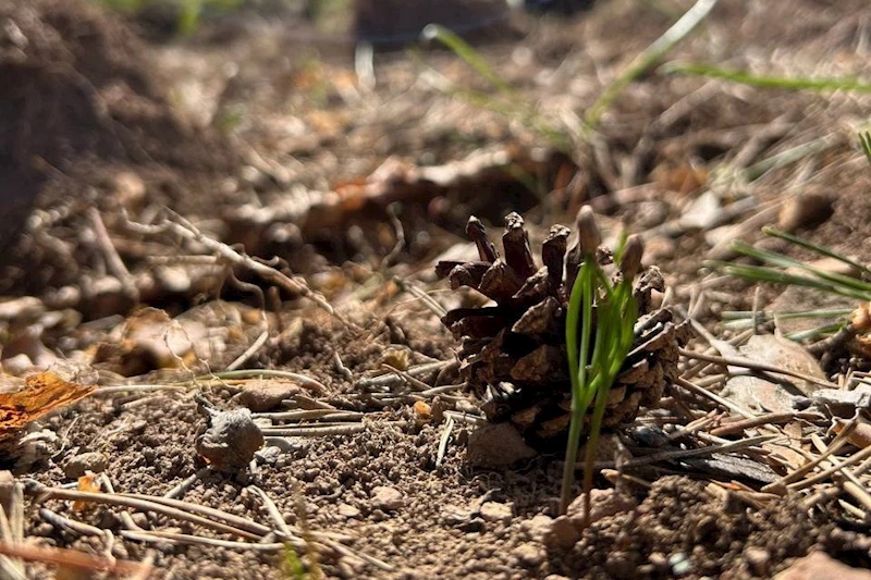 Bolu’nun ormanları yeşeriyor
