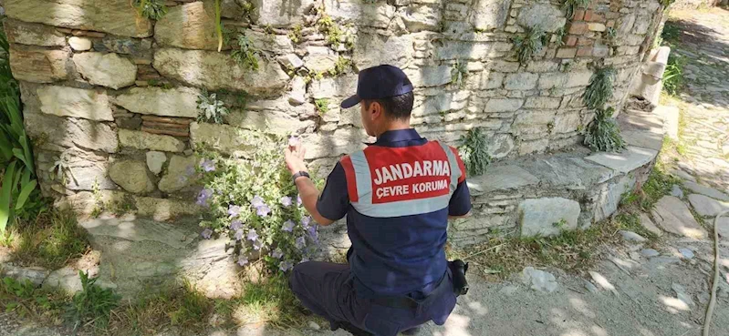 Bu çiçeği koparmanın cezası 557 bin TL
