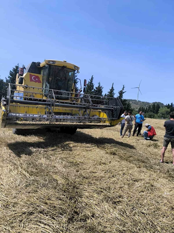 Muğla’da Biçerdöverle hububat hasadı başladı
