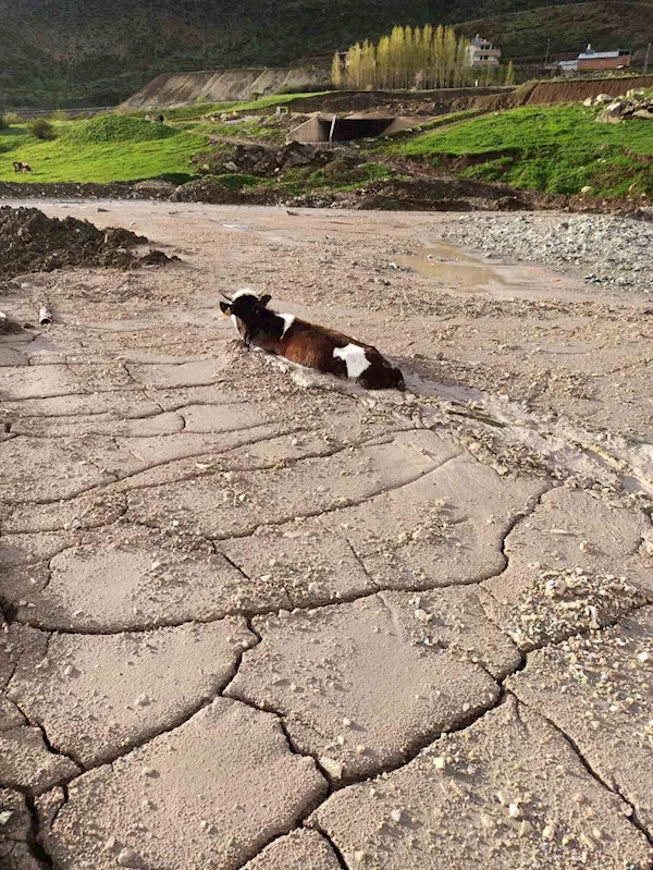 Bayburt Group İnşaat firmasının döktüğü beton yığınına, kurbanlık düve saplandı
