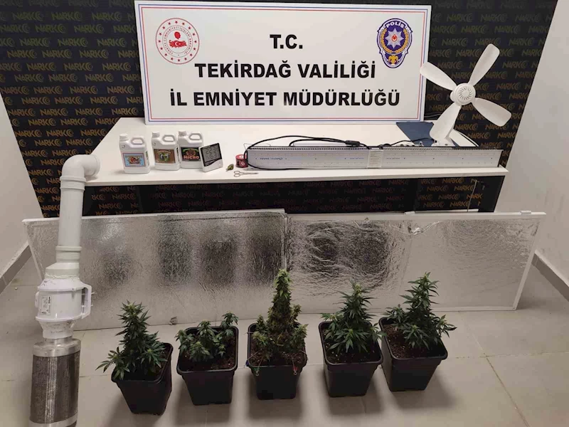 Dolaptan kenevir serası çıktı
