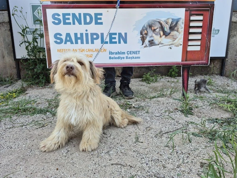 Osmaniye Belediyesi’nden ‘Yuva Arayan Can Dostlarımız Sizi Bekliyor’ kampanyası
