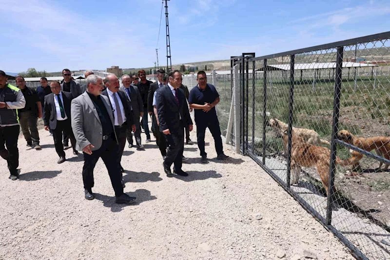Çorum’da sokak hayvanları için yapılan 