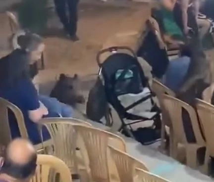 Yaban domuzu düğüne daldı
