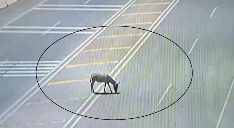 Ana yola çıkarak trafiği tehlikeye düşüren eşek koruma altına alındı
