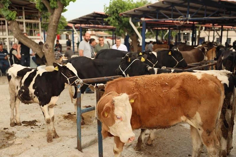 Muğla’da kurban kesim ücretleri belli oldu
