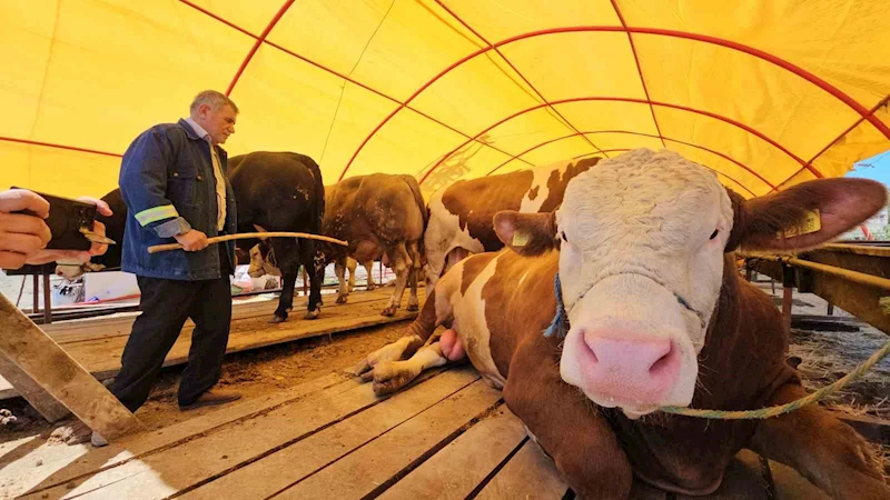 Pazarın yıldızı ‘Yıldız’ oldu; 850 kiloluk kurbanlık 285 bin TL’ye satıldı
