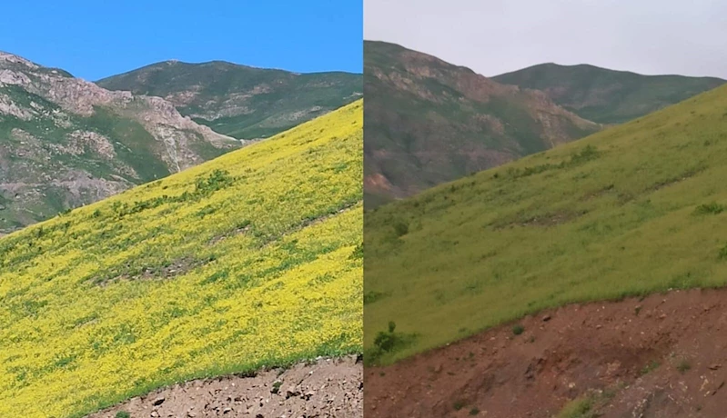 Hakkari’de güneşle açan, gün batımında yok olan çiçekler
