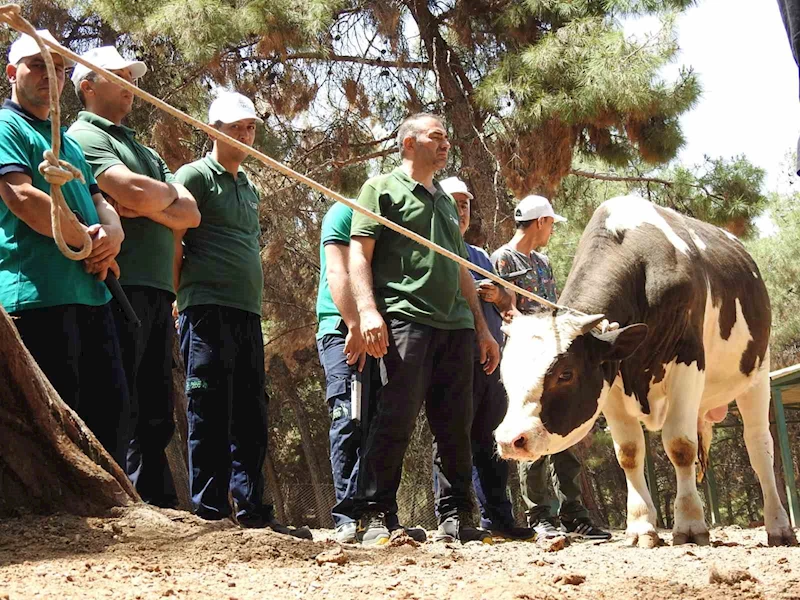 Gaziantep Büyükşehir, kurban yakalama timi bayrama hazır

